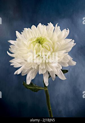 Bello grande fiore bianco Chrysanthemum fotografato su uno sfondo studio Foto Stock