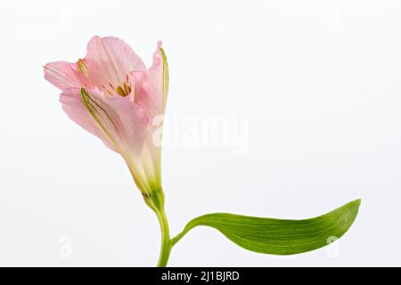 Primo piano di un fiore rosa di Alstroemeria fotografato su sfondo bianco Foto Stock