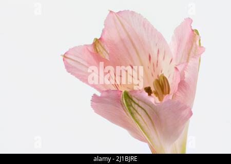 Primo piano di un fiore rosa di Alstroemeria fotografato su sfondo bianco Foto Stock