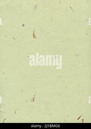 Sfondo di carta verde con piante asciutte Foto Stock