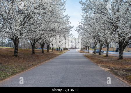 File di alberi bianchi fioriti in piena fioritura lungo la strada d'ingresso nel parco vicino ai parcheggi in una giornata luminosa in primavera Foto Stock