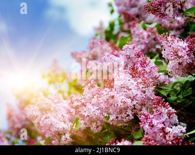 Primo piano bellissimi fiori lilla con le foglie Foto Stock