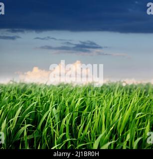 Beautiful spring field with a green grass Foto Stock