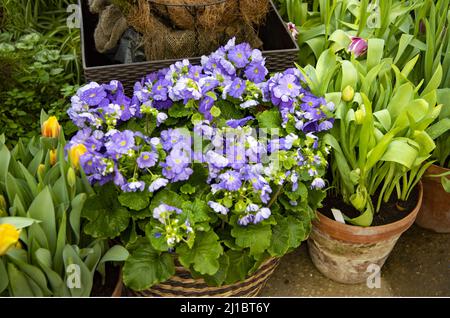 Delicato primino viola in una piantatrice di vimini e tulipani colorati in vasi di ceramica sulla terrazza. Foto Stock