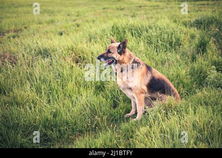 Ritratto di un bel cane grande. Alsaziano seduto su erba verde. Foto Stock