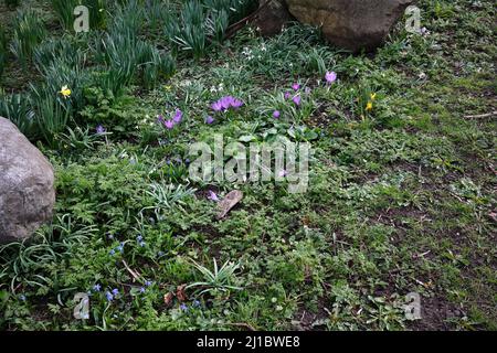 I fiori selvatici crescono sul verge accanto a 'The Avenue' sul A6108 a Masham Foto Stock