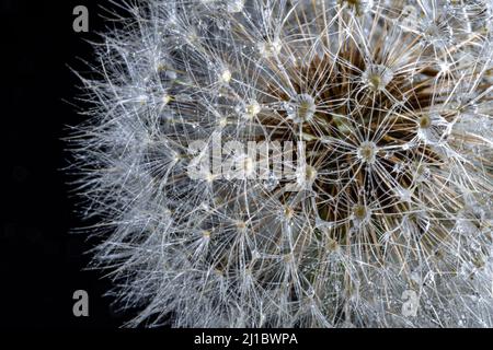 Bianco morbido dente di leone rotondo con gocce d'acqua piovana su sfondo nero, macro. Testa rotonda di piante estive con semi a forma di ombrello. Il concetto o Foto Stock