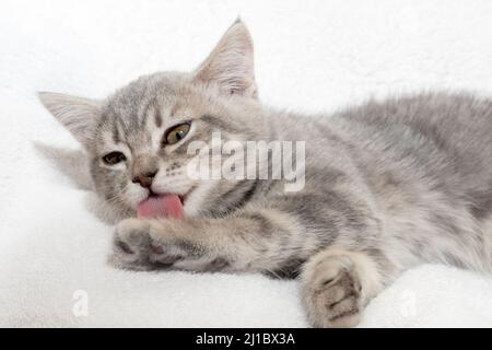 Un gattino grigio a strisce lecca la zampa mentre si trova su una coperta bianca. Il gattino si lava con la lingua. Igiene Cat. Cura del pet Foto Stock