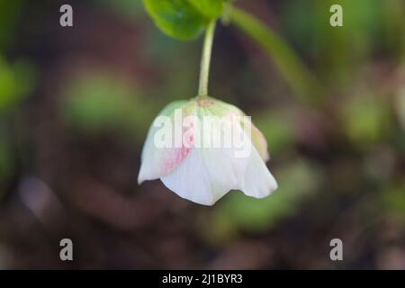 Primo piano di una testa di fiori di Elleborus Orientalis ' Pink Lady' Foto Stock