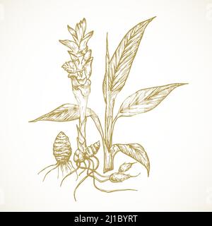 Pianta di curcuma. Illustrazione del vettore vegetale della radice della spezia di schizzo disegnata a mano. Cibo naturale Doodle isolato Illustrazione Vettoriale
