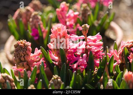 Giacinto Orientalis, perla rosa Foto Stock