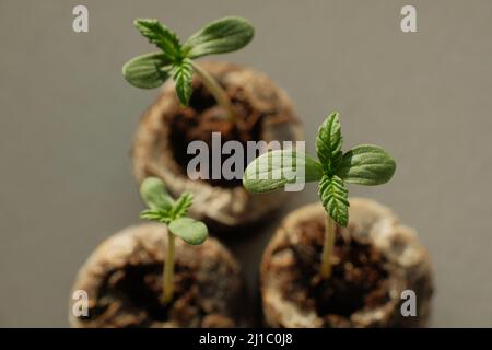 Semi di cannabis a partire da Coconut Coir Pellets. Coltivazione di marijuana. Primo piano della canapa del bambino. Foto Stock