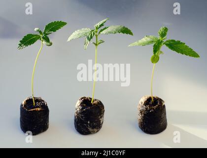 Semi di cannabis a partire da Coconut Coir Pellets. Coltivazione di marijuana. Primo piano della canapa del bambino. Foto Stock