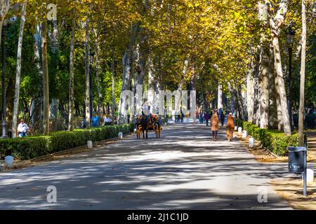 Una carrozza trainata da cavalli trasporta i turisti attraverso il parco alberato di Maria Luisa durante l'inizio dell'autunno a Siviglia, in Spagna Foto Stock