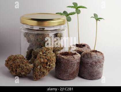 Semi di cannabis a partire da Coconut Coir Pellets. Coltivazione di marijuana. Primo piano della canapa del bambino. Foto Stock