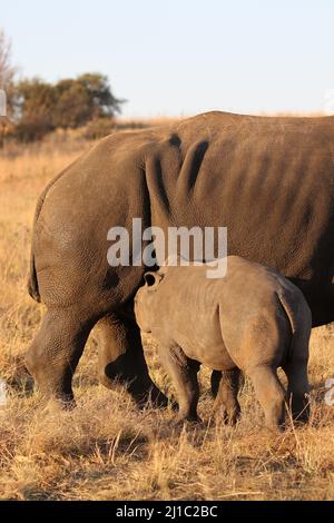 Suckling White Rhino vitello, Parco Nazionale Kruger Foto Stock