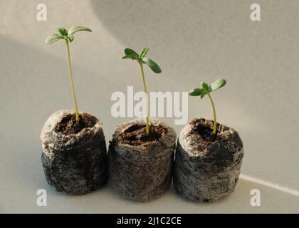 Semi di cannabis a partire da Coconut Coir Pellets. Coltivazione di marijuana. Primo piano della canapa del bambino. Foto Stock