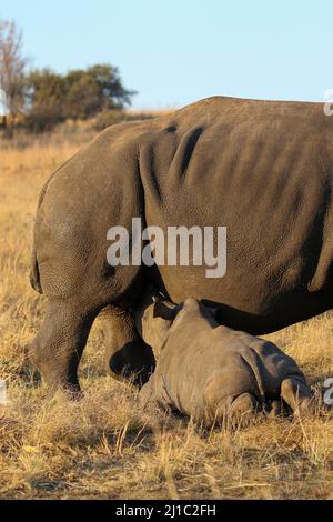 Suckling White Rhino vitello, Parco Nazionale Kruger Foto Stock