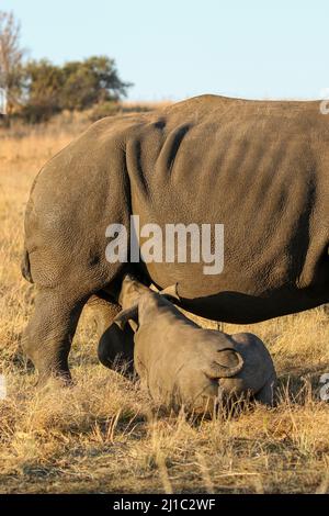 Suckling White Rhino vitello, Parco Nazionale Kruger Foto Stock