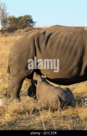 Suckling White Rhino vitello, Parco Nazionale Kruger Foto Stock