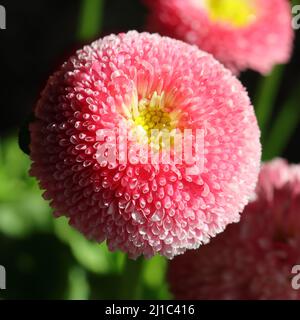Primo piano di un fiore rosa testa di perennis bellis con una vista dall'alto, sfondo nero Foto Stock