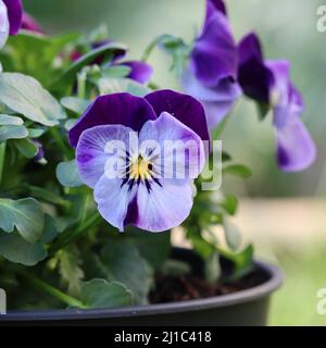 primo piano di una cornuta blu bimetonata in un vaso di fiori, sfondo sfocato Foto Stock