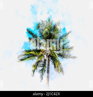 Illustrazione della pittura ad acquerello di Palm Tree su sfondo bianco Foto Stock