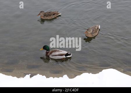 Anatre in una giornata invernale Foto Stock