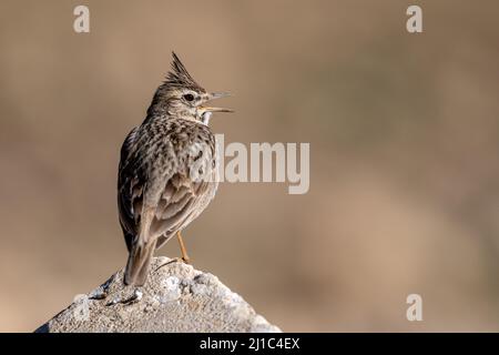 Larice crestato (Galerida cristata), Giordania. Foto Stock