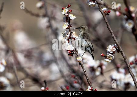 Uccello della Palestina (Cinnyris osea), Wadi Dana, Giordania. Foto Stock