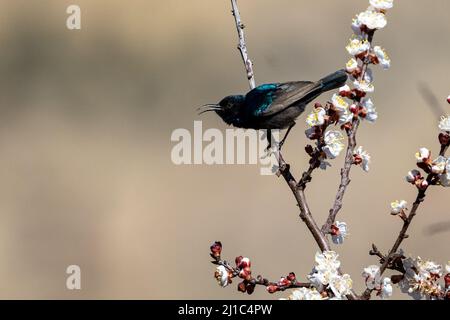 Uccello della Palestina (Cinnyris osea), Wadi Dana, Giordania. Foto Stock