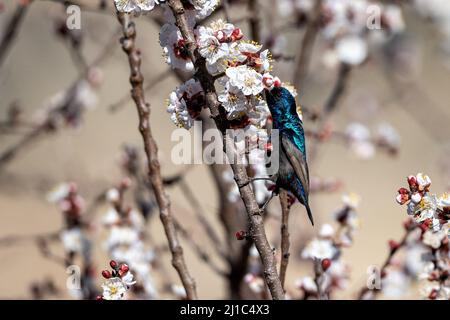 Uccello della Palestina (Cinnyris osea), Wadi Dana, Giordania. Foto Stock