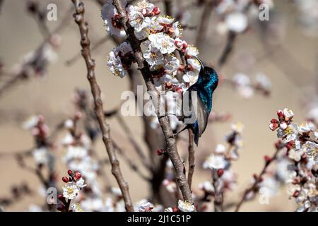 Uccello della Palestina (Cinnyris osea), Wadi Dana, Giordania. Foto Stock