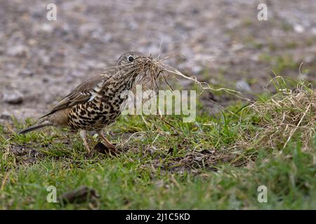 Mistle Thrush (Turdus visivorus) raccolta materiale di nidificazione Norwich GB UK Marzo 2022 Foto Stock