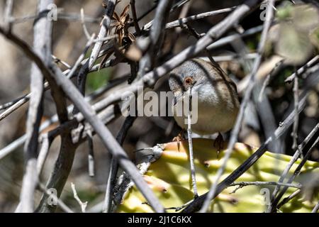 Sardo (Curruca melanocephala), Giordania Foto Stock