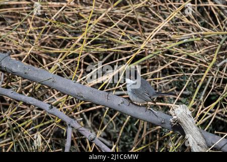 Sardo (Curruca melanocephala), Giordania Foto Stock