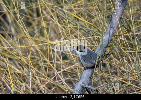 Sardo (Curruca melanocephala), Giordania Foto Stock