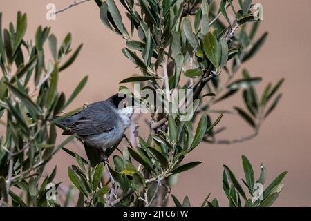 Sardo (Curruca melanocephala), Giordania Foto Stock