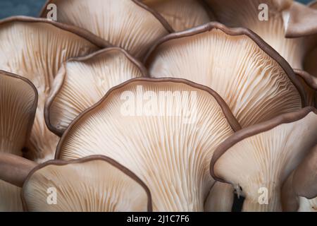 Funghi di ostrica freschi. Astratto natura sfondo di deliziosi funghi ostrica biologici su vecchio sfondo di legno, vista dall'alto con spazio per il testo. Foto Stock