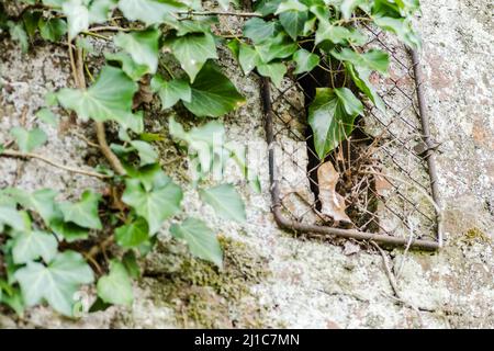 Aperture sulle antiche mura del Bastione del Principe Eugenio di Savoia presso la Fortezza Petrovaradin, Novi Sad, Serbia. Foto Stock