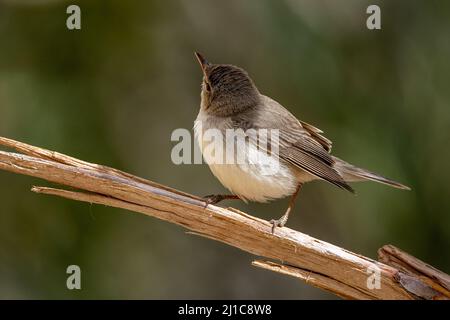 Eastern Olivaceous Warbler (Iduna pallida), Giordania. Foto Stock