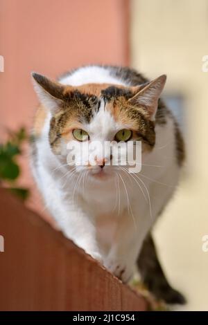 Calico Cat Eauropean Shorthair con occhi verdi che strisciare verso la telecamera Foto Stock