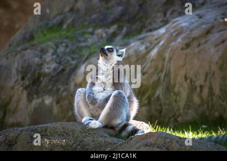 Fresco giovane lemure gatto, Madagascar Lemur catta. Foto Stock