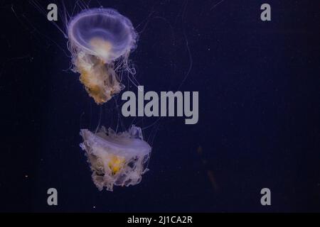 L'Acquario ospita molti tipi di pesci diversi, ma in una recente visita abbiamo notato qualcosa di un po' diverso. In uno dei serbatoi, abbiamo visto due w Foto Stock