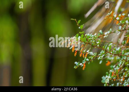 Un grazioso fascio di rami si estende da un cespuglio per mostrare piccoli fiori d'arancio che sbocciano verso le punte. Uno sfondo sfocato si trova dietro il cespuglio, Foto Stock