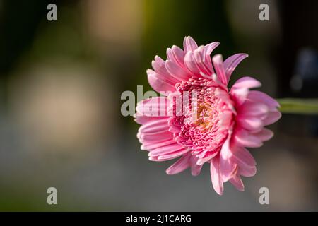 Un Barberton Daisy rosa illuminato dal sole in un giardino naturale con una profondità di campo poco profonda. Foto Stock