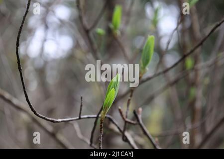 Foglie verdi piccole sui bastoni nel mezzo della foresta. Foto Stock