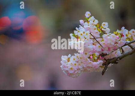 Fascio di fiori di fronte a sfondo sfocato. Rosa, giallo e verde con rami marroni. Foto Stock