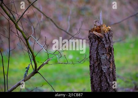 Moncone che assomiglia era strappato in mezzo seduta davanti a sfondo verde erboso e circondato da bastoni. Foto Stock