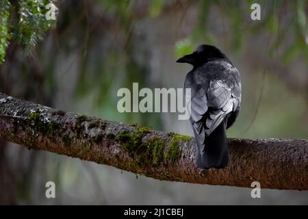 Un corvo con caratteristiche facciali oscurate in piedi su un ramo del parco. Foto Stock